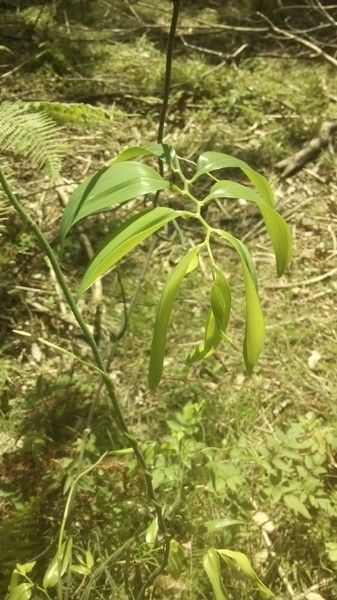 Geitonoplesium cymosum flower