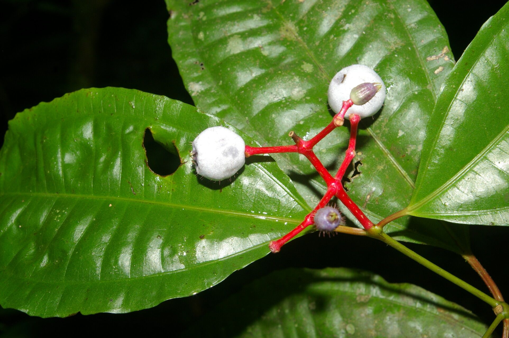 Miconia lateriflora fruit