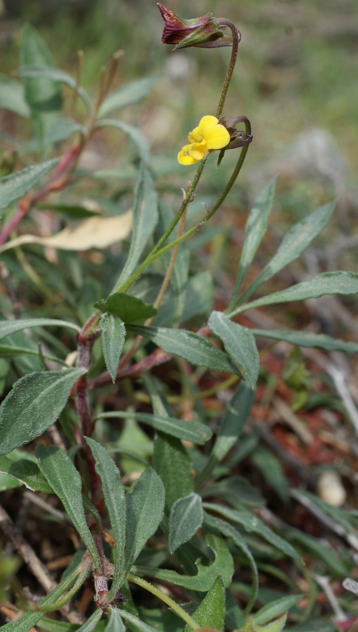 Viola scorpiuroides habit
