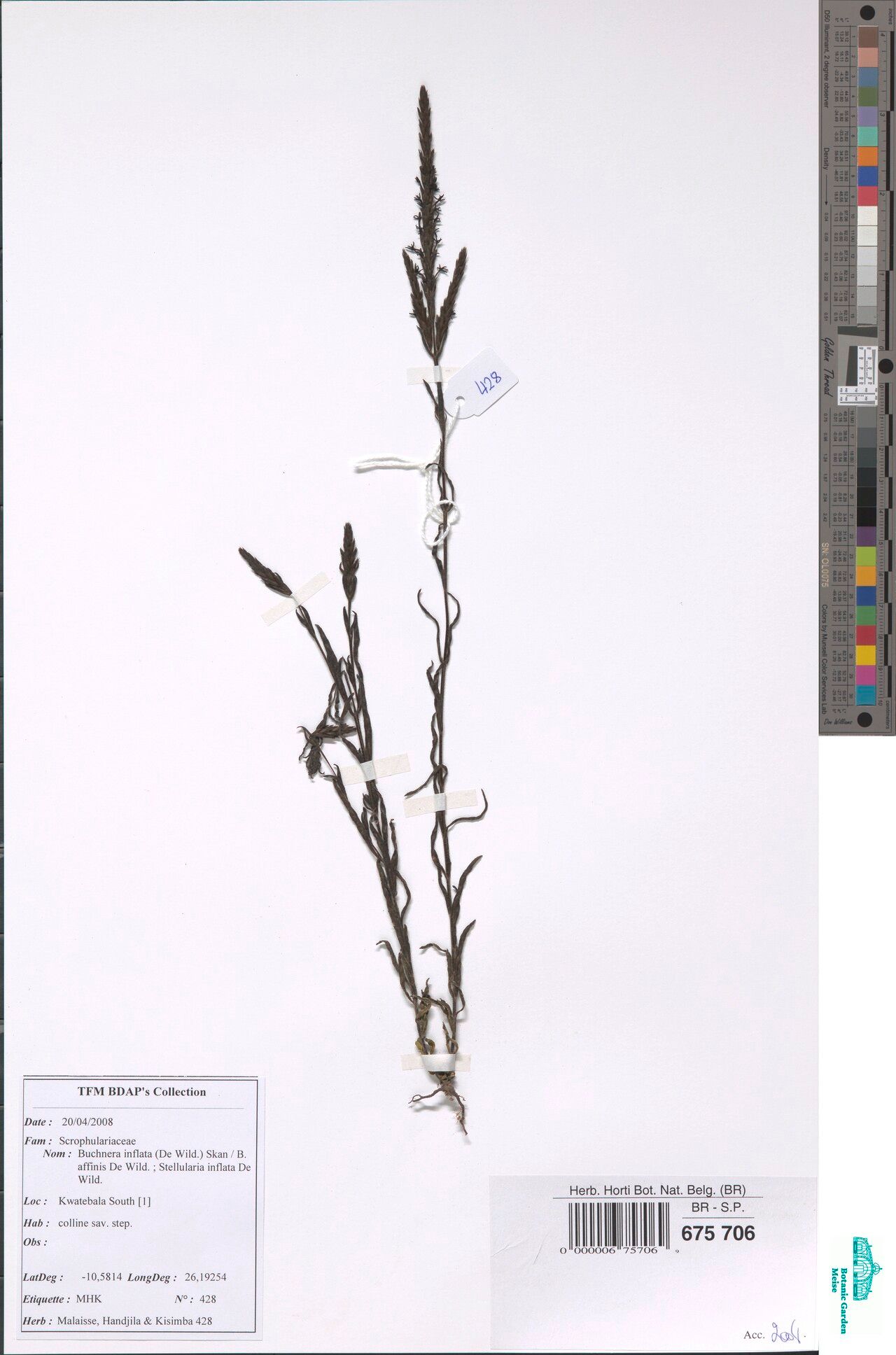 Buchnera inflata — houseplant care guide