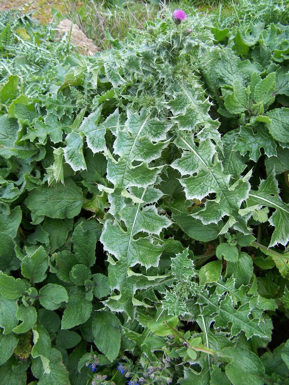 Carduus spachianus — search result for 'Carduus'