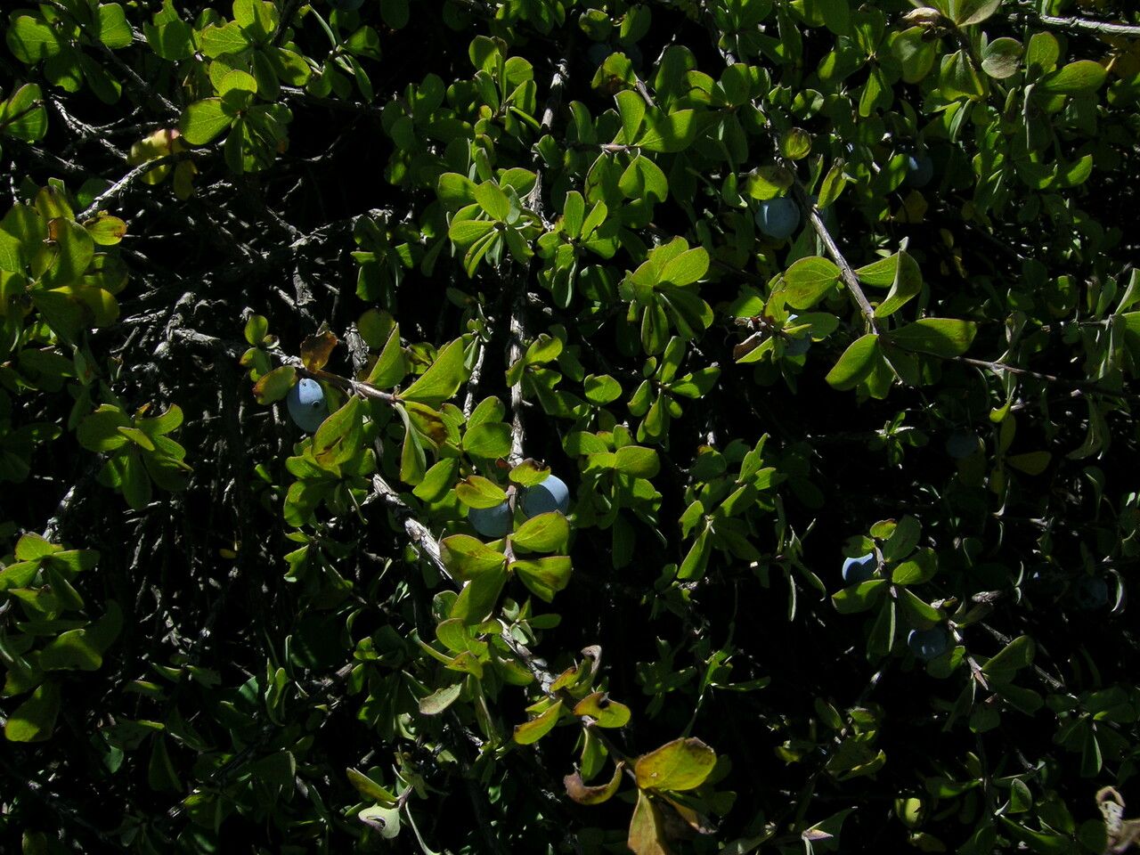 Lonicera cyanocarpa habit