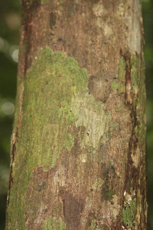 Lecythis persistens bark