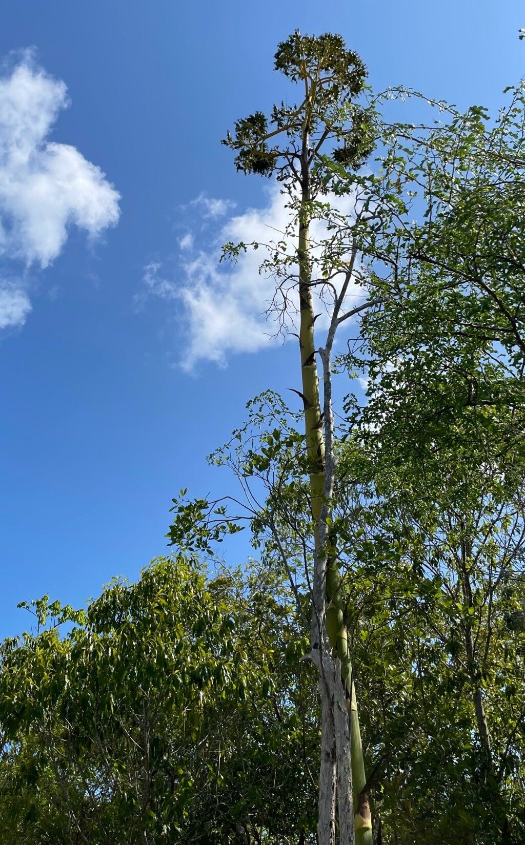 Agave caymanensis habit