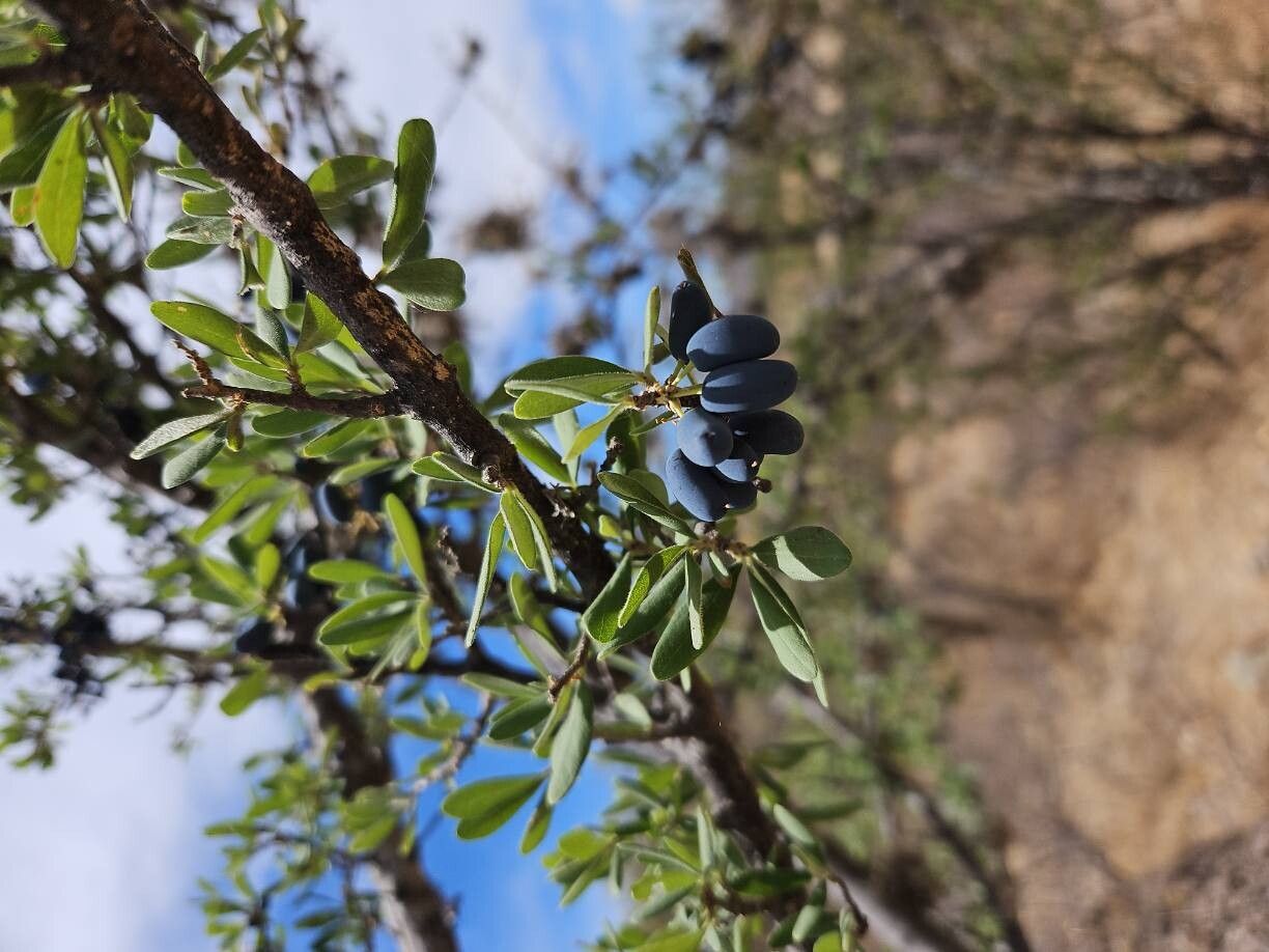 Forestiera phillyreoides fruit