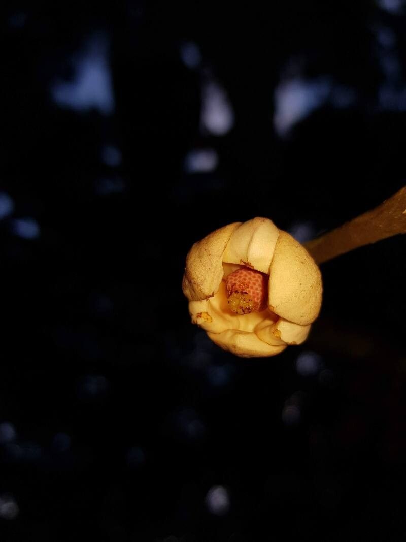 Unonopsis storkii flower