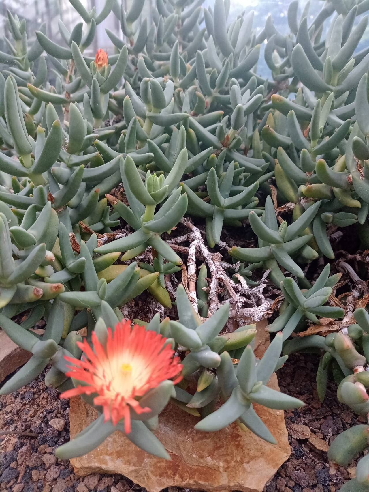 Astridia longifolia habit