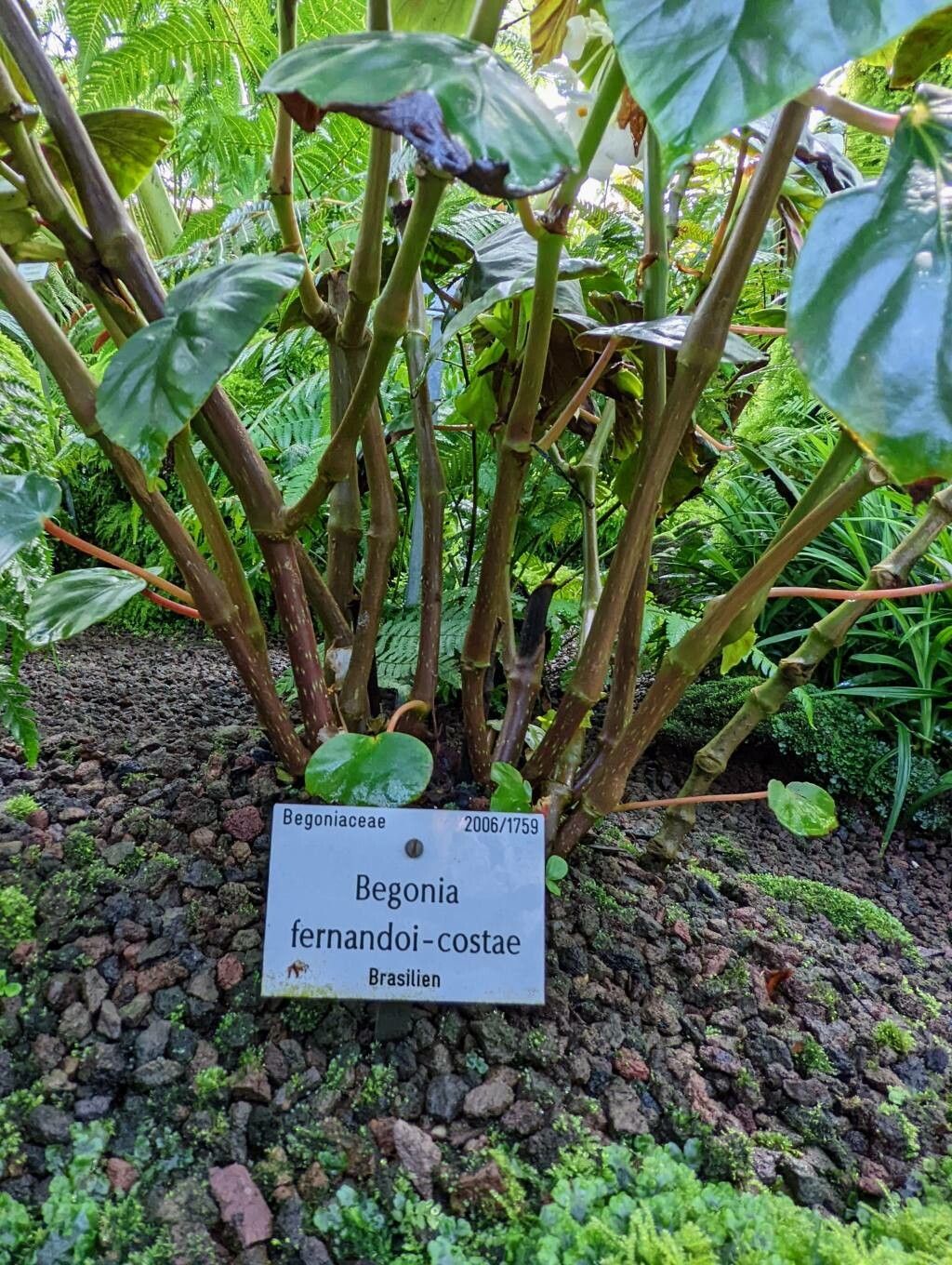 Begonia fernandoi-costae bark
