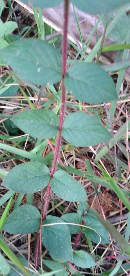 Cuphea ericoides leaf