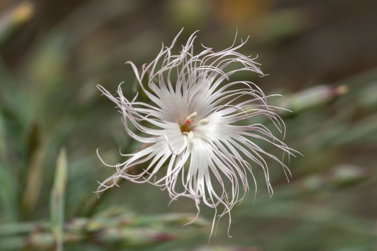 Dianthus crinitus flower