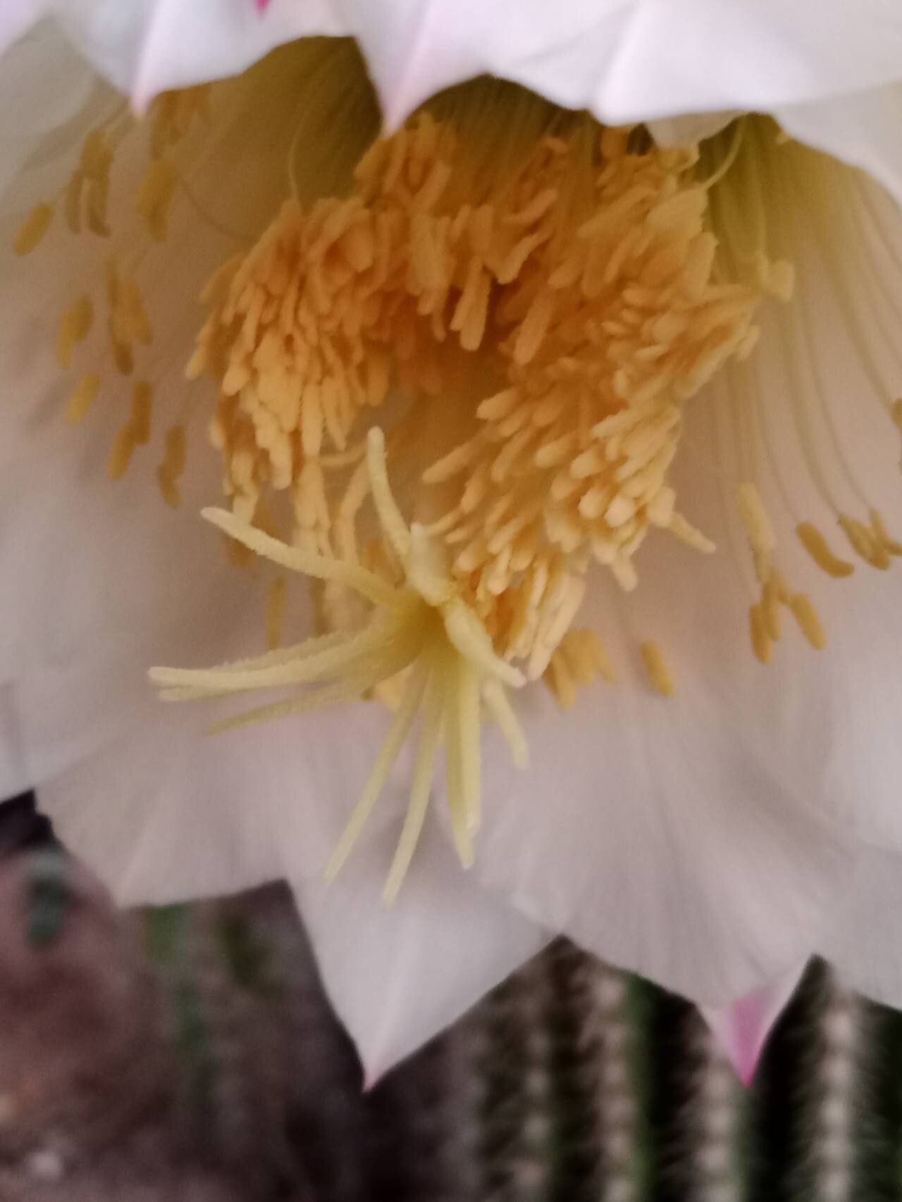 Soehrensia schickendantzii flower