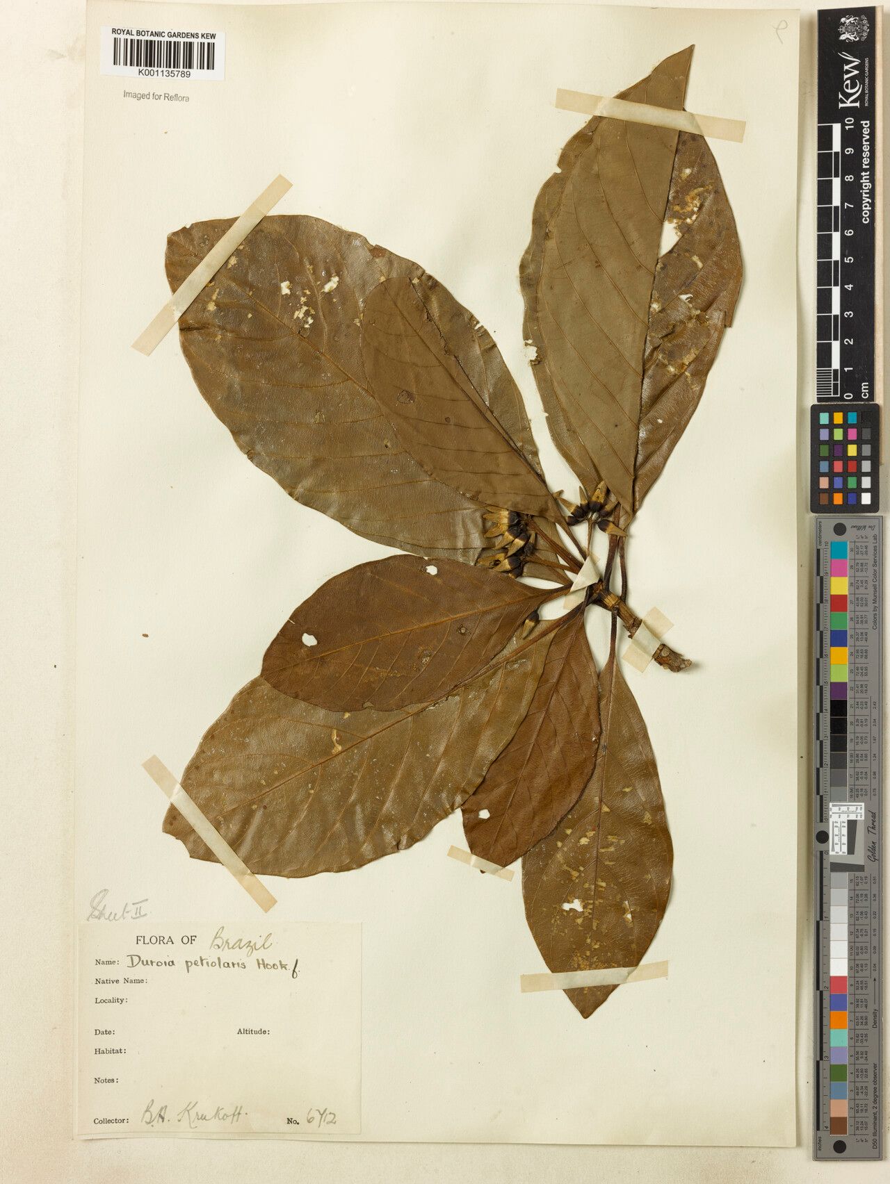 Duroia petiolaris fruit