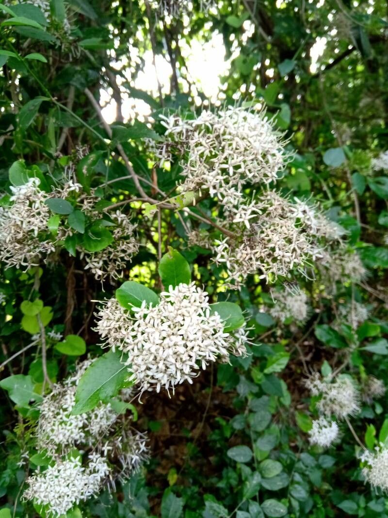 Pavetta indica flower