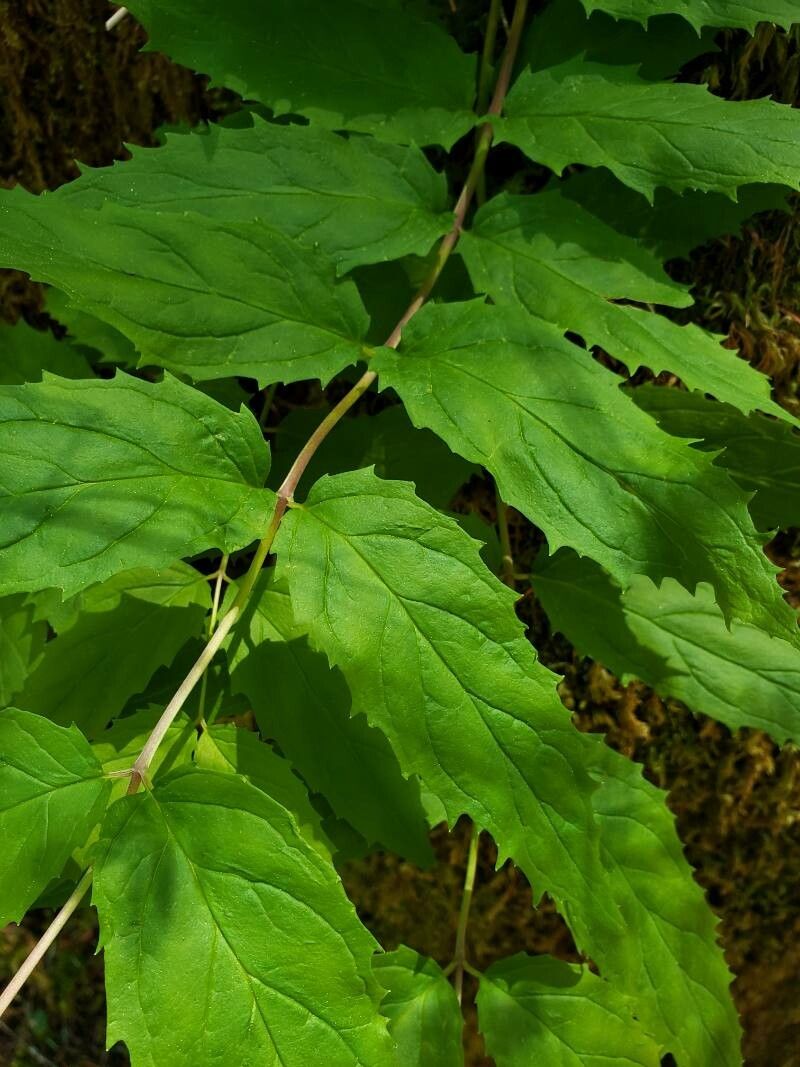 Nothochelone nemorosa — search result for 'Penstemon'