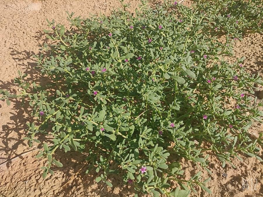 Sesuvium revolutifolium leaf