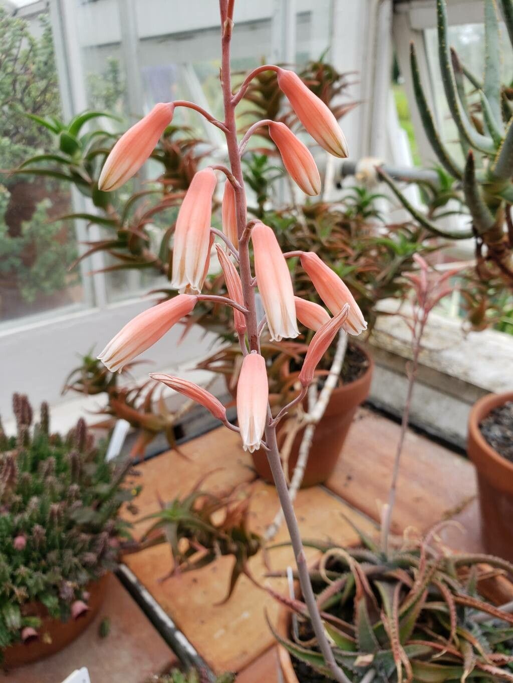 Aloe pseudoparvula flower