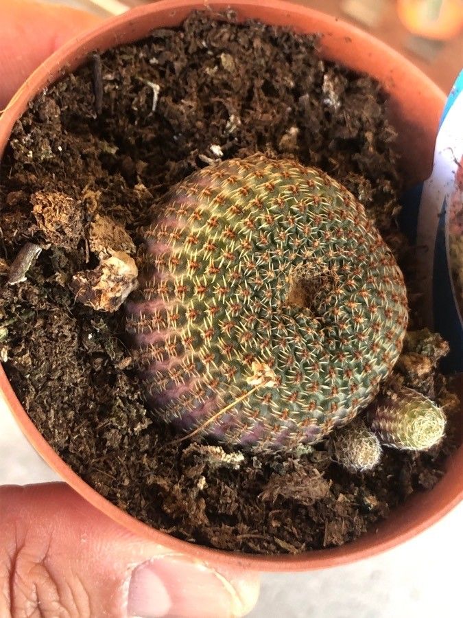 Rebutia minuscula leaf