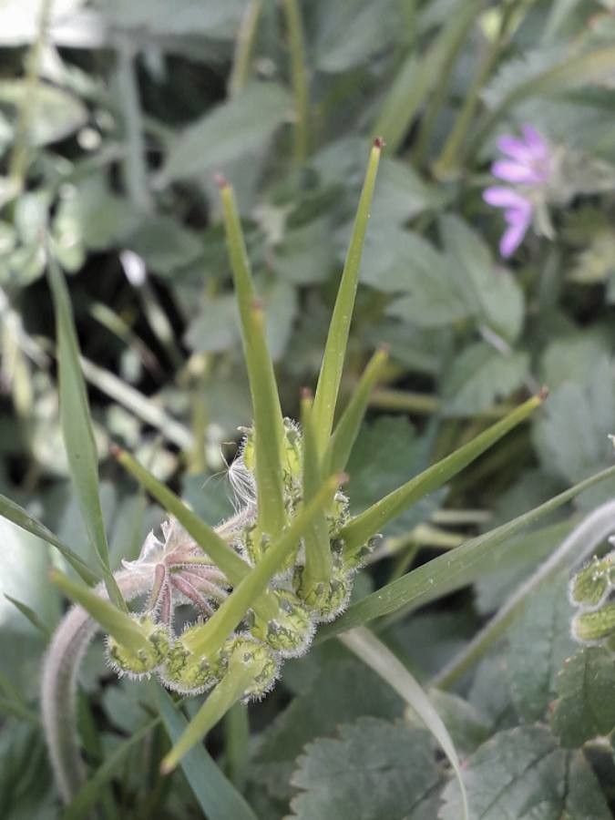 Erodium acaule fruit