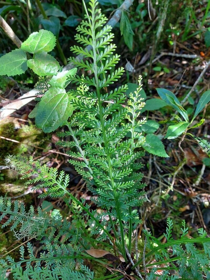 Asplenium rutifolium leaf