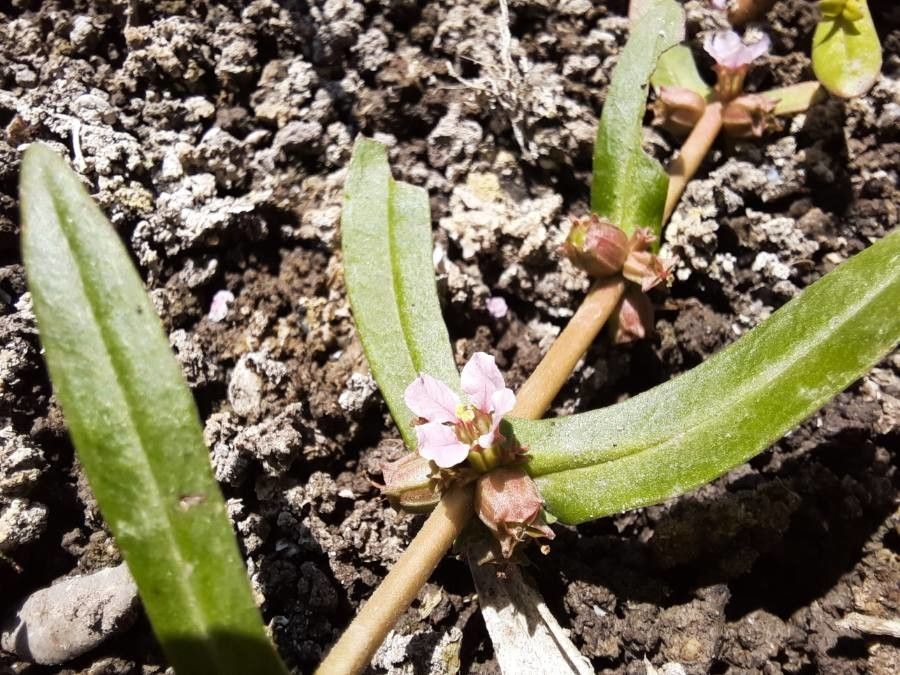 Ammannia latifolia flower