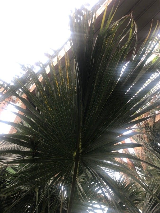 Sabal causiarum — related species from the same genus