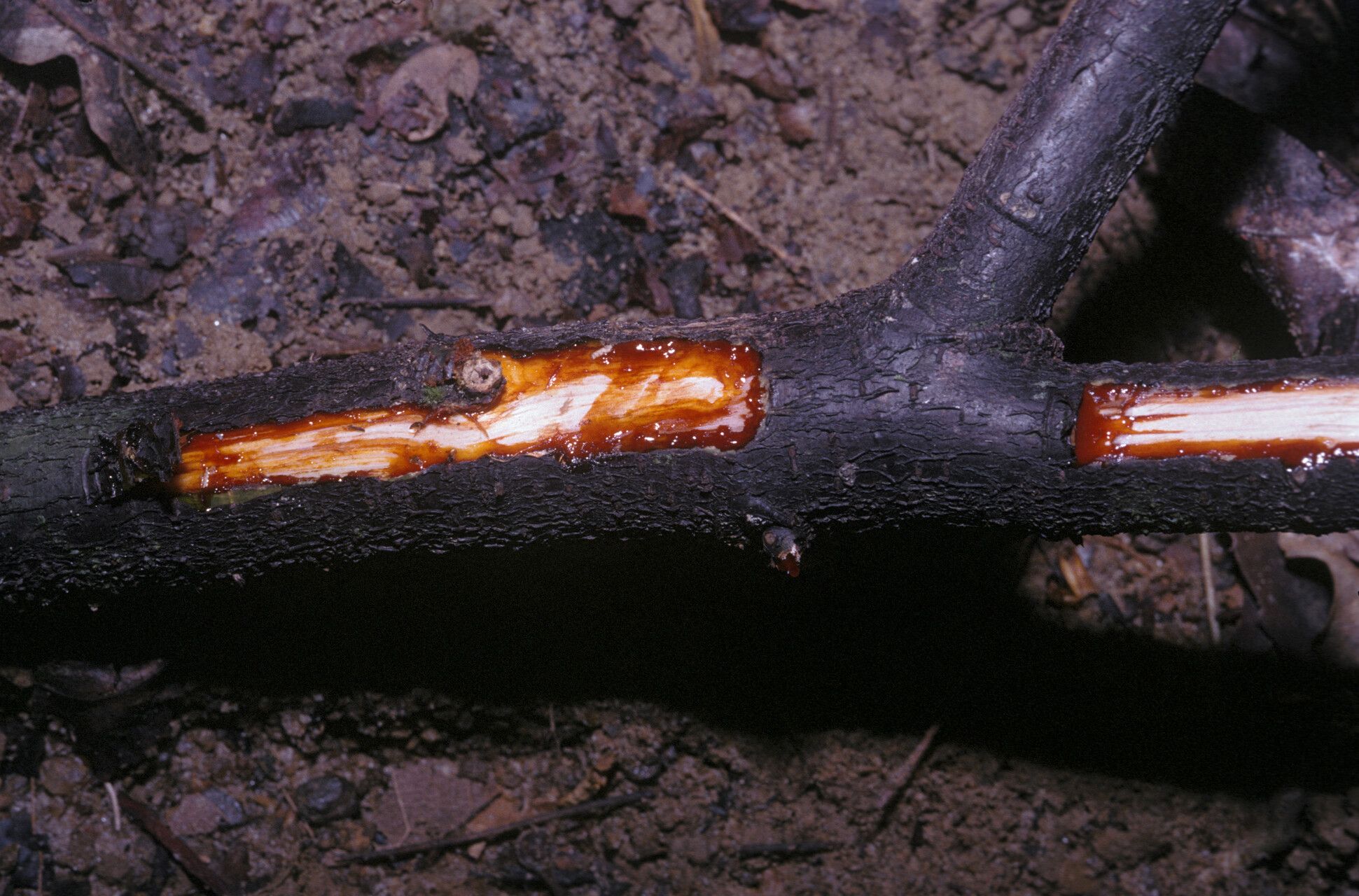 Machaerium quinata bark