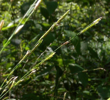Glyceria septentrionalis habit