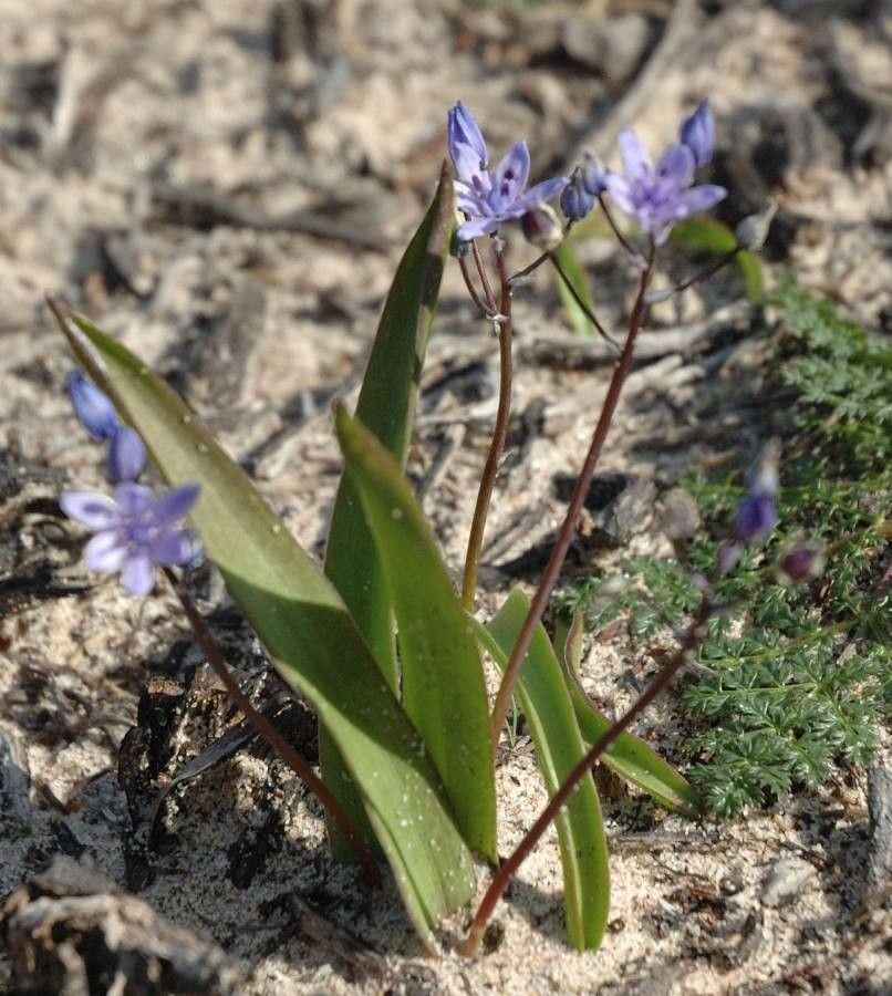 Scilla monophylla flower