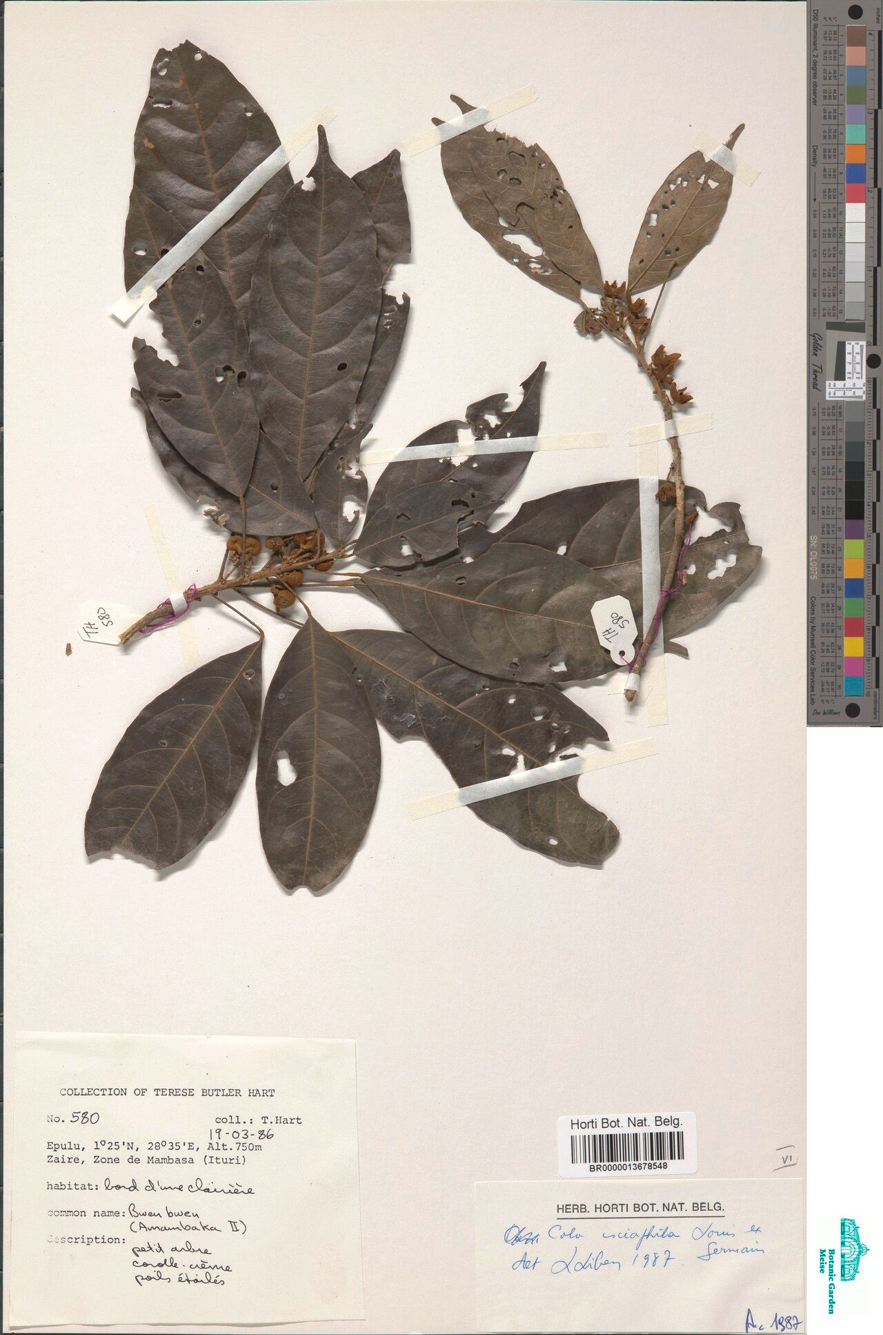 Cola sciaphila — houseplant care guide