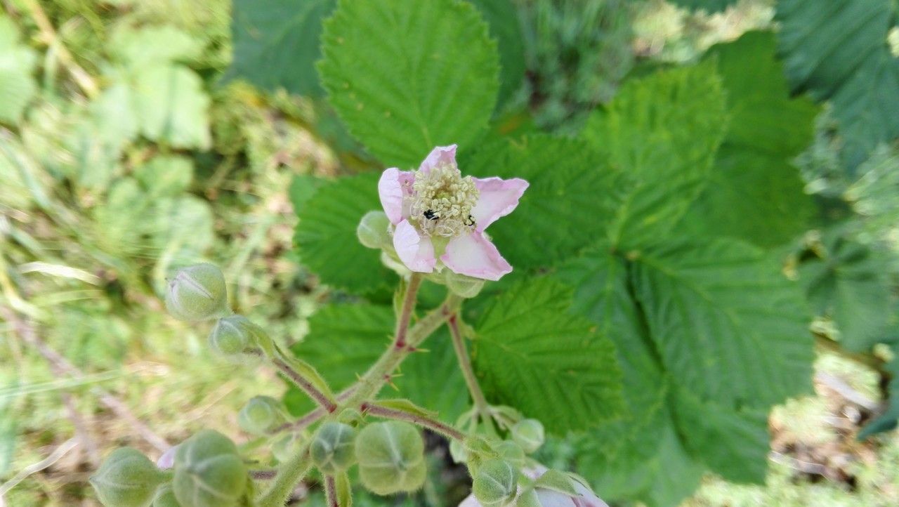 Rubus armeniacus flower