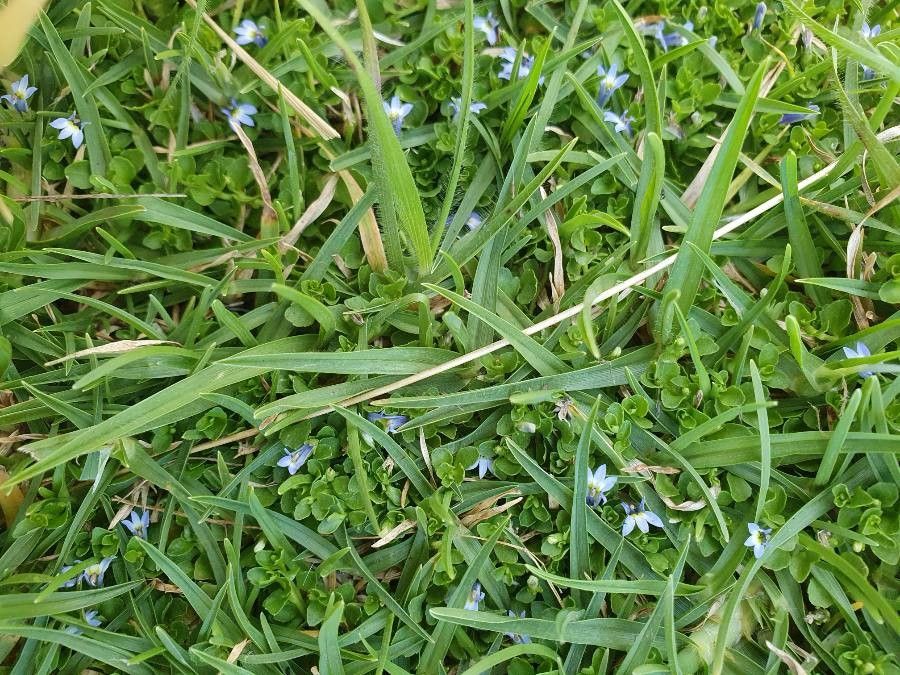 Lobelia duriprati habit