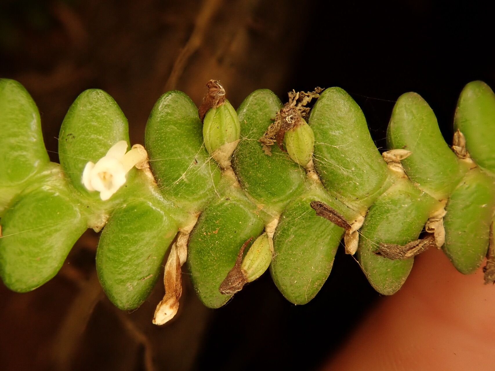 Angraecum bancoense fruit