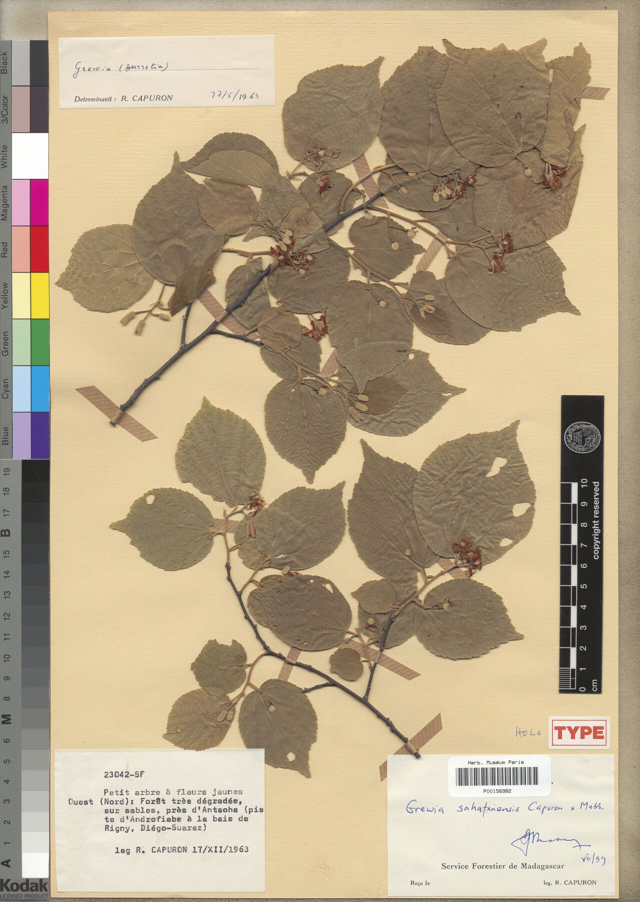 Grewia sahafariensis — houseplant care guide