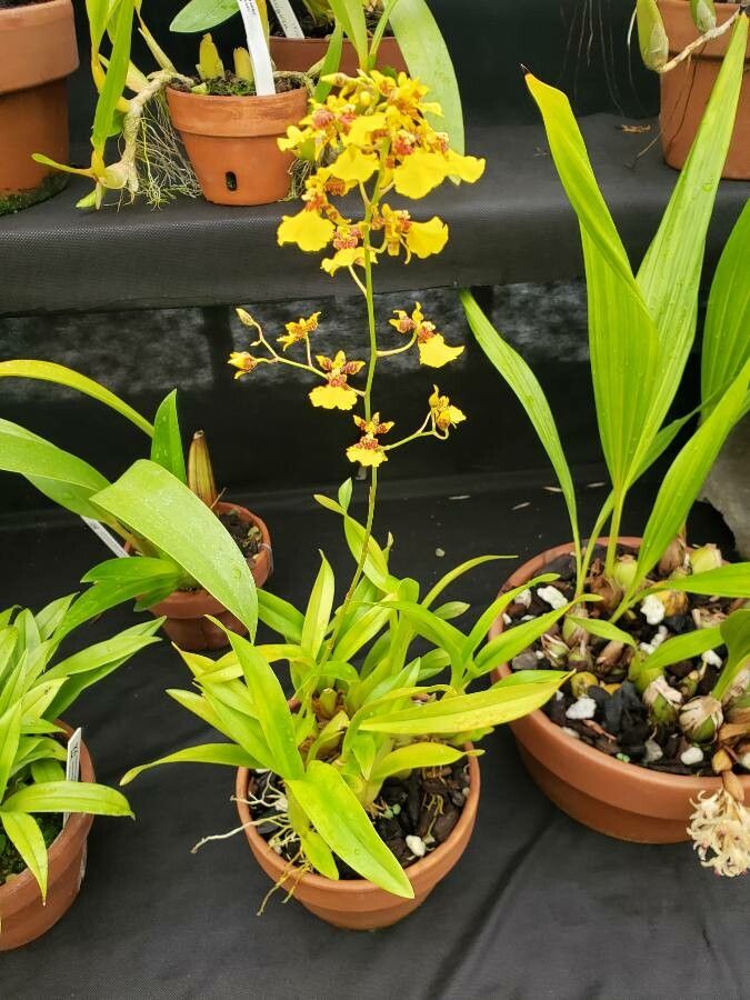 Oncidium ornithorhynchum habit