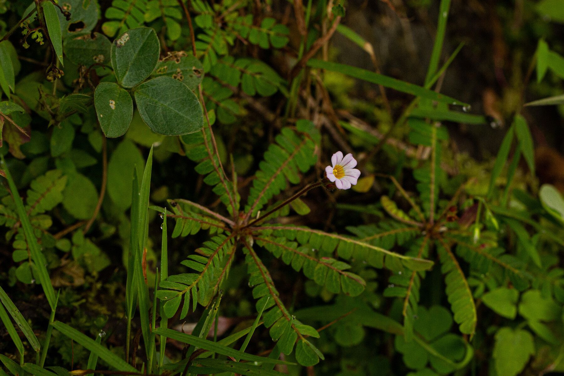 Biophytum helenae habit