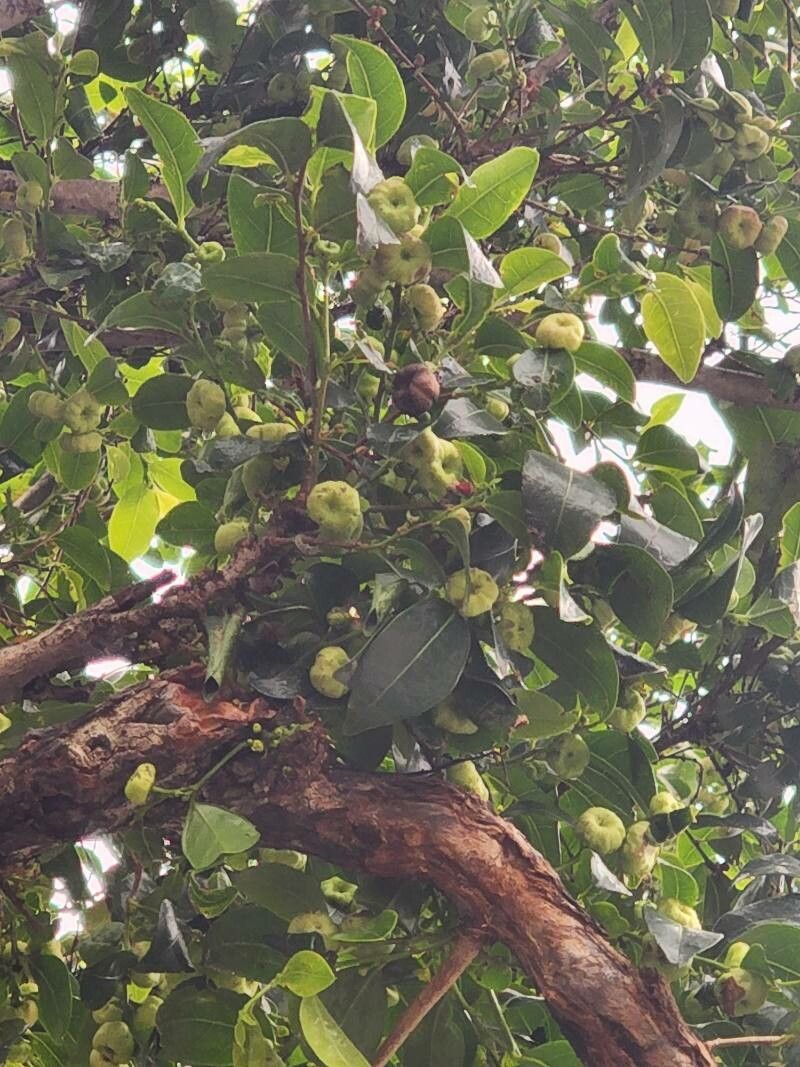 Glochidion zeylanicum leaf