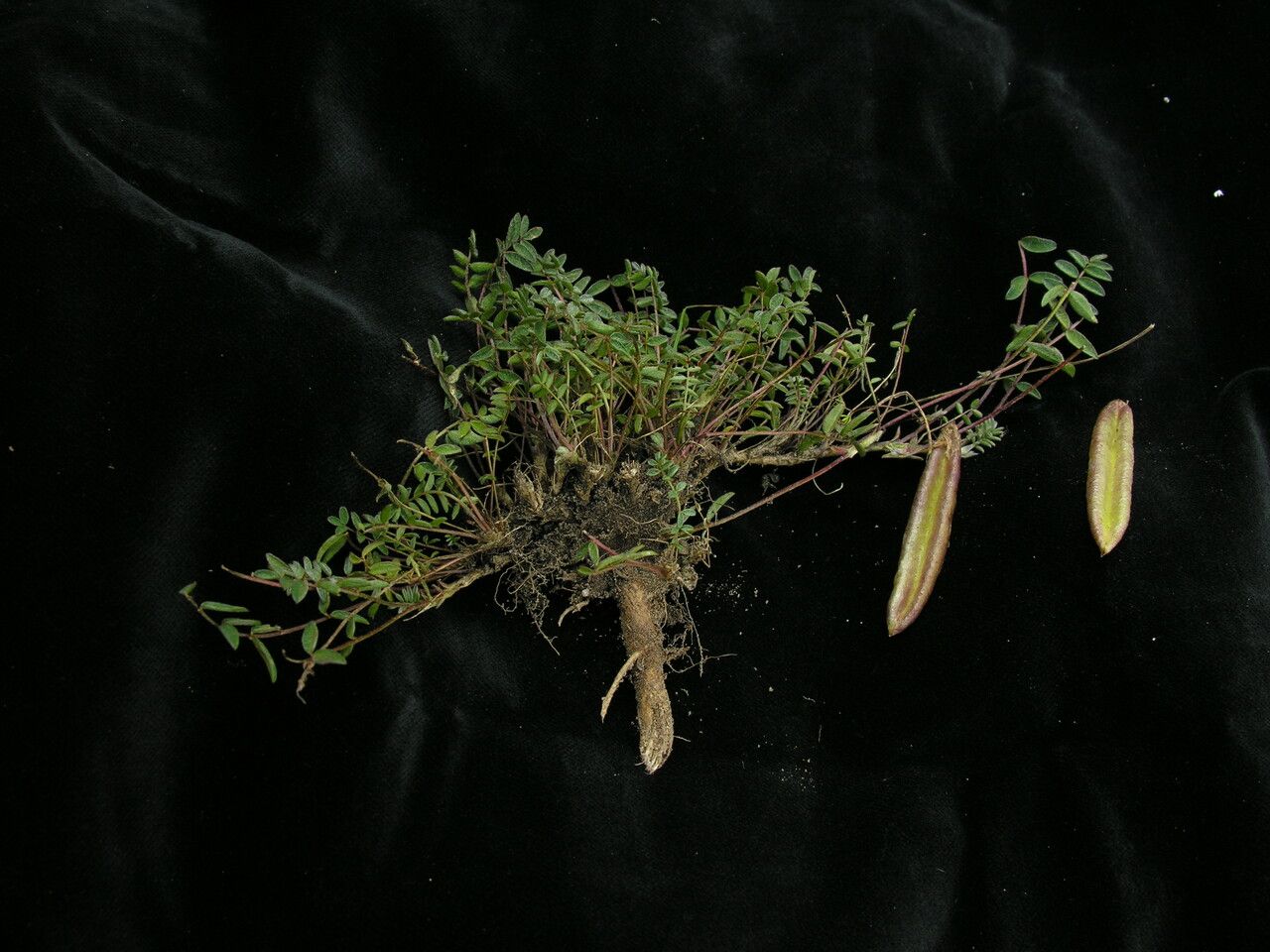 Oxytropis duthieana habit