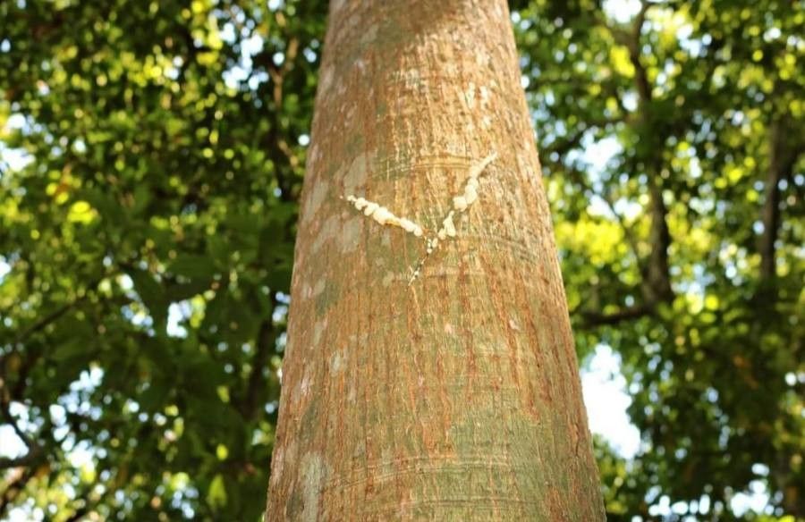 Castilla elastica bark