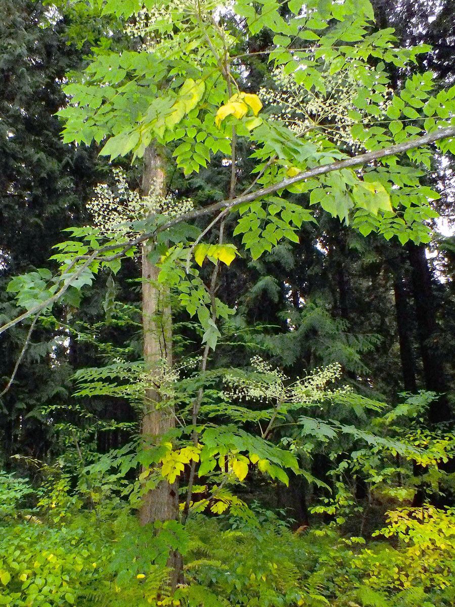 Aralia cordata habit