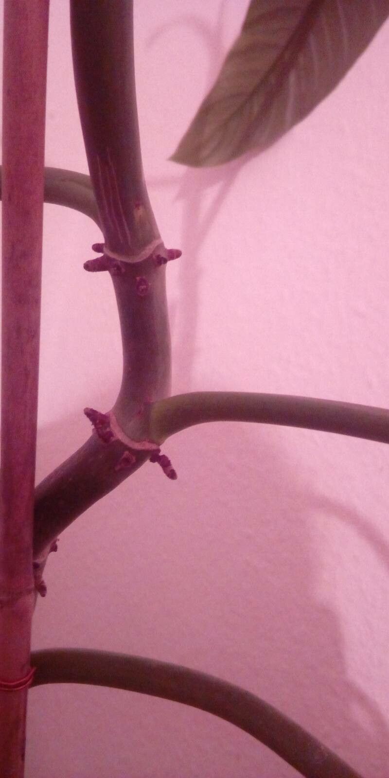 Philodendron splitgerberi bark