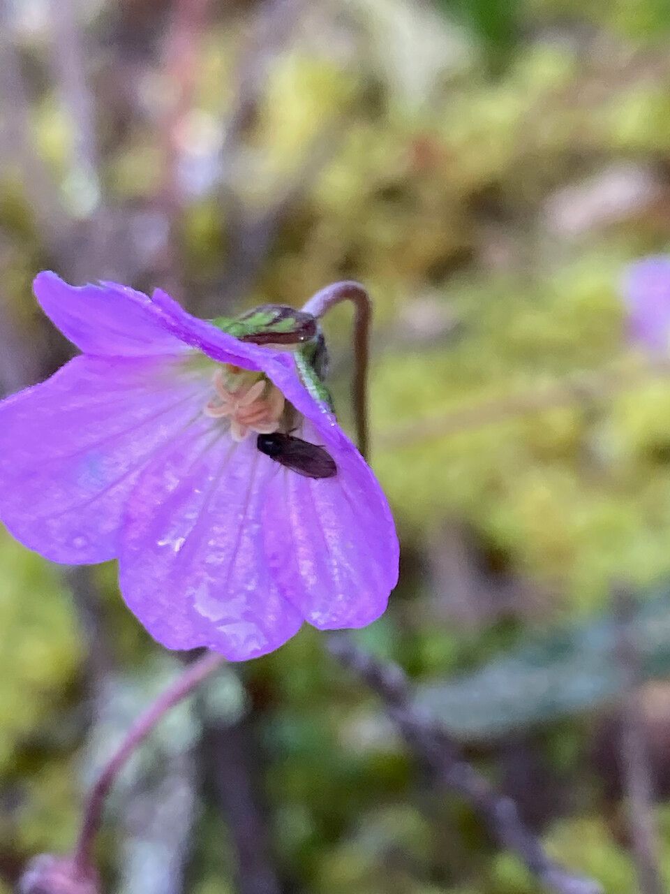 Geranium santanderiense flower