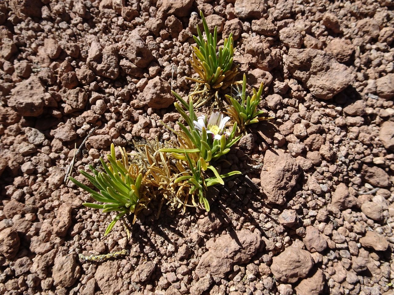 Werneria glaberrima leaf