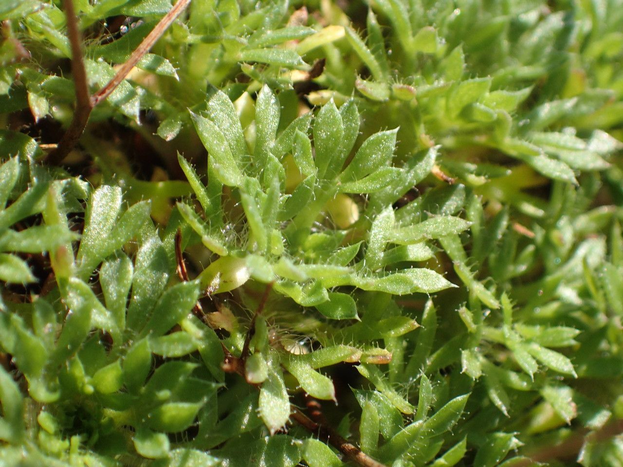 Saxifraga prostii — houseplant care guide