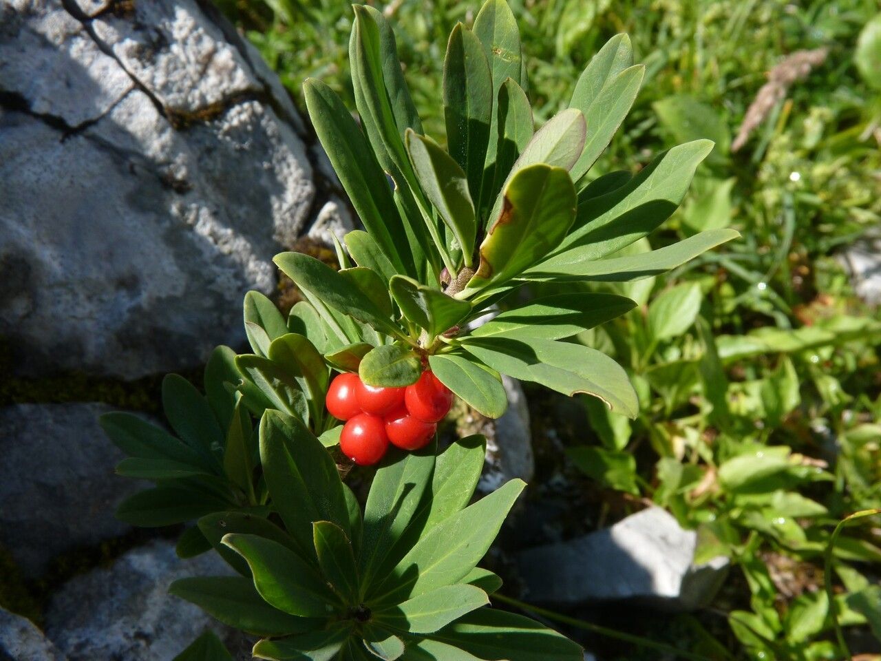 Daphne mezereum fruit