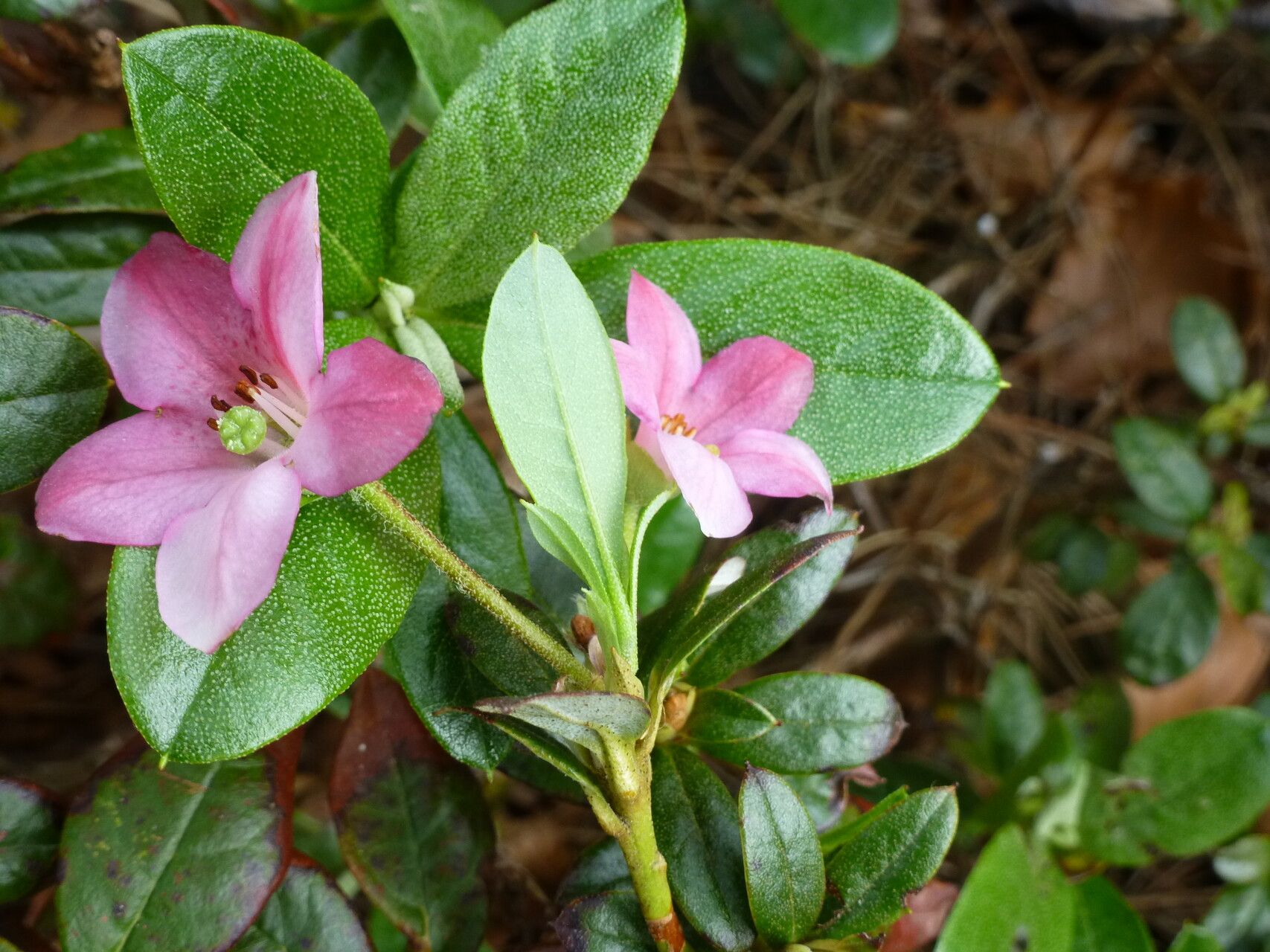 Rhododendron charitopes — houseplant care guide