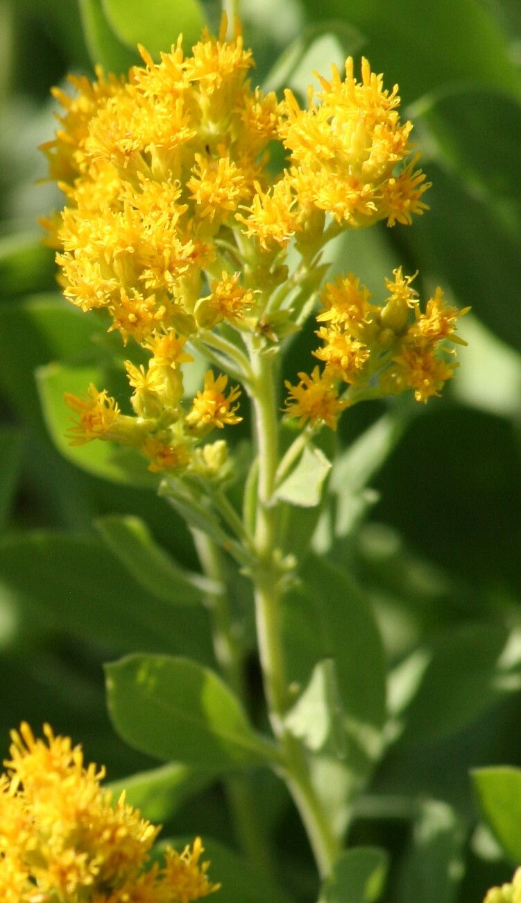 Solidago mollis — search result for 'Solidago'