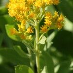 Solidago mollis