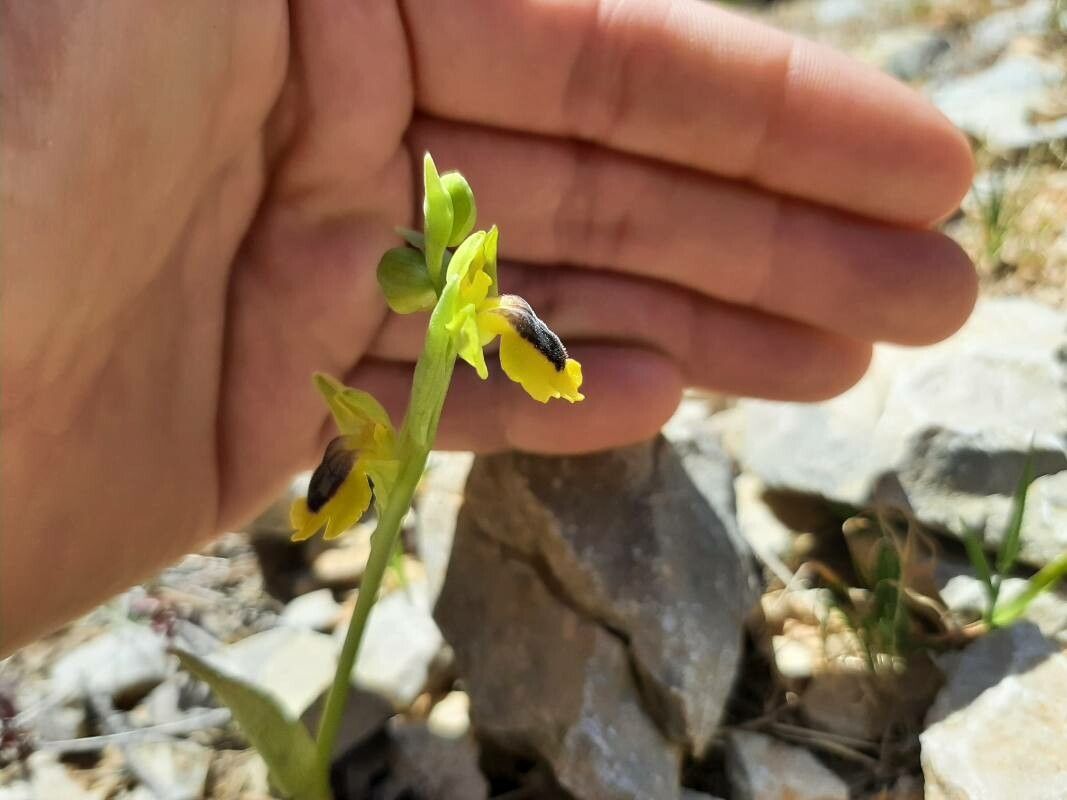 Ophrys lutea — search result for 'Syria'