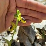 Ophrys lutea