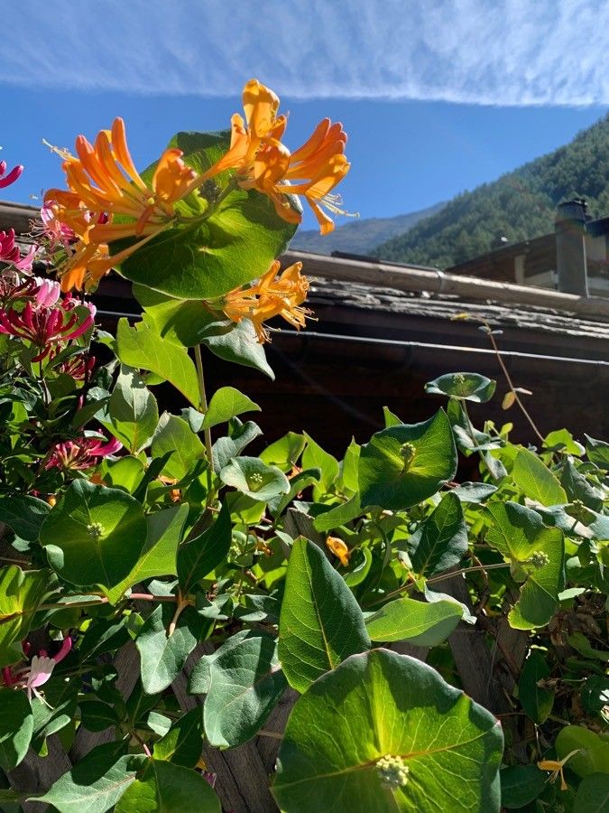 Lonicera hirsuta leaf